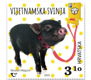 Vietnamese Pig - Croatia 2020 - 3.10