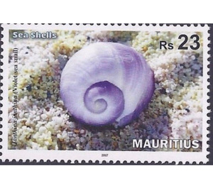 Violet Sea-snail (Janthiana janthiana) - East Africa / Mauritius 2017 - 23