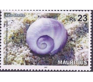 Violet Sea-snail (Janthiana janthiana) - East Africa / Mauritius 2017 - 23