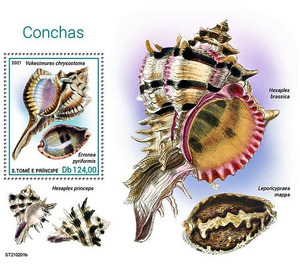 Vokesimurex chrysostoma/Erronea pyriformis - Central Africa / Sao Tome and Principe 2021