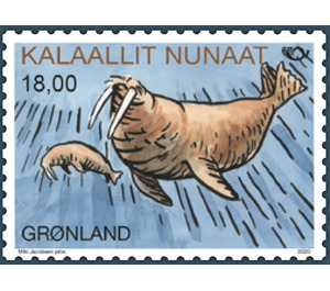 Walrus (Odobenus rosmarus) - Greenland 2020 - 18