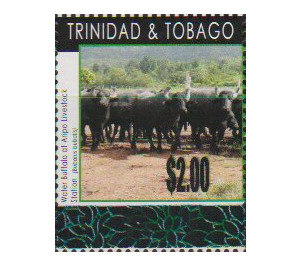 Water Buffalo (Bubalus arnee) - Caribbean / Trinidad and Tobago 2019 - 2