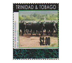 Water Buffalo (Bubalus arnee) - Caribbean / Trinidad and Tobago 2019 - 2