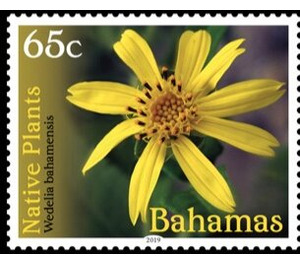Wedelia bahamensis - Caribbean / Bahamas 2019 - 65