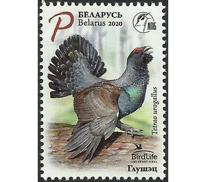 Western Capercaillie (Tetrao urogallus) - Belarus 2020