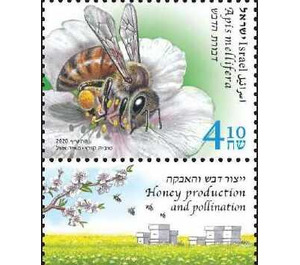 Western Honey Bee (Apis mellifera) - Israel 2020 - 4.10