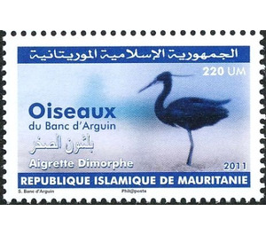 Western Reef Heron - Egretta gularis - West Africa / Mauritania 2011 - 220