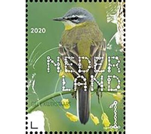 Western Yellow Wagtail (Motacilla flava) - Netherlands 2020 - 1