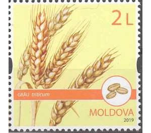 Wheat - Moldova 2019 - 2