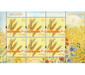 Wheat (Triticum) - Moldova 2019