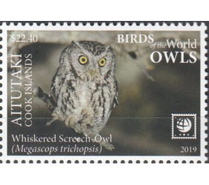 Whiskered Screech Owl - Aitutaki 2019 - 22.40