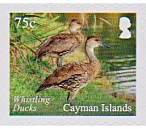 Whistling Ducks - Caribbean / Cayman Islands 2020 - 75