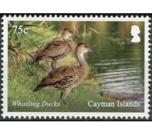 Whistling Ducks - Caribbean / Cayman Islands 2020 - 75