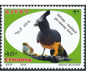 White-bellied Go-Away-Bird (Corythaixoides leucogaster) - East Africa / Ethiopia 2019 - 40