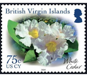 White Cedar - Caribbean / British Virgin Islands 2019 - 75
