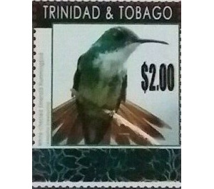 White-chested Emerald (Amazilia brevirostris) - Caribbean / Trinidad and Tobago 2019 - 2