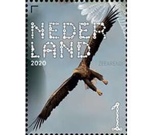 White-Tailed Eagle (Haliaeetus albicilla) - Netherlands 2020 - 1