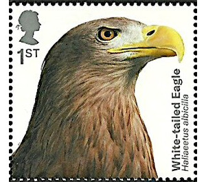 White-tailed Eagle (Haliaeetus albicilla) - United Kingdom 2019