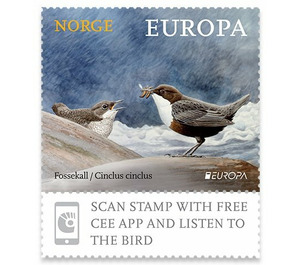 White-throated Dipper (Cinclus cinclus) - Norway 2019