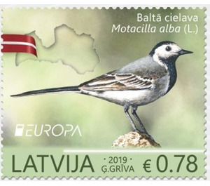 White Wagtail (Motacilla alba) - Latvia 2019 - 0.78