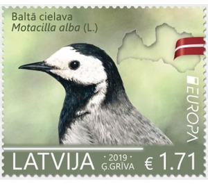 White Wagtail (Motacilla alba) - Latvia 2019 - 1.71