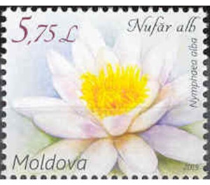 White Water Lily (Nymphaea alba) - Moldova 2019 - 5.75