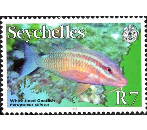 Whitesaddle Goatfish (Parupeneus ciliatus) - East Africa / Seychelles 2010 - 7