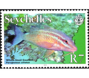 Whitesaddle Goatfish (Parupeneus ciliatus) - East Africa / Seychelles 2010 - 7
