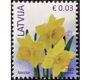 Wild Daffodil (Narcissus pseudonarcissus) - Latvia 2020 - 0.03