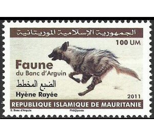 Wildlife of Arguin National Park : Hyena - West Africa / Mauritania 2011 - 100