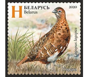 Willow Ptarmigan (Lagopus lagopus) in Summer - Belarus 2020