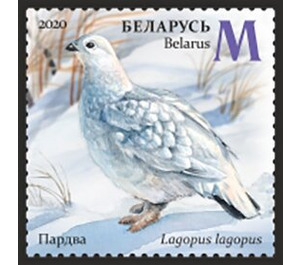 Willow Ptarmigan (Lagopus lagopus) in Winter - Belarus 2020