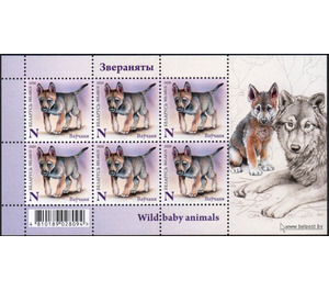 Wolf Cub (Canis lupus) - Belarus 2020