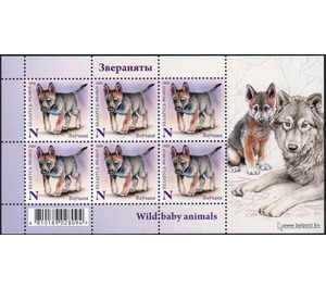 Wolf Cub (Canis lupus) - Belarus 2020