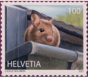 Wood Mouse (Apodemus sylvaticus) - Switzerland 2021 - 100