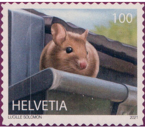 Wood Mouse (Apodemus sylvaticus) - Switzerland 2021 - 100