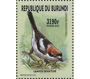 Woodchat Shrike (Lanius senator) - East Africa / Burundi 2016