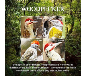 Woodpecker - West Africa / Gambia 2020