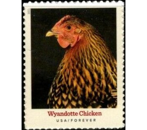 Wyandotte Chicken - United States of America 2021