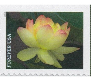 Yellow American Lotus - United States of America 2021