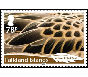 Yellow-billed Teal (Anas flavirostris) - South America / Falkland Islands 2019 - 78