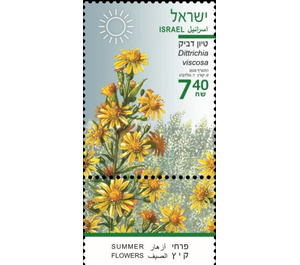 Yellow Fleabane (Dittrichia viscosa) - Israel 2020 - 7.40