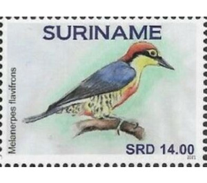 Yellow-fronted woodpecker (Melanerpes flavifrons) - South America / Suriname 2021