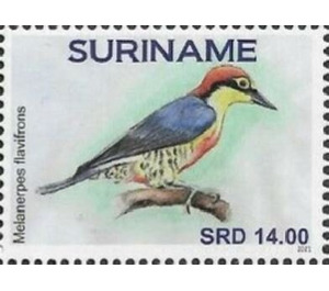 Yellow-fronted woodpecker (Melanerpes flavifrons) - South America / Suriname 2021