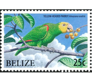 Yellow-headed Amazon    Amazona oratrix - Central America / Belize 2009 - 25