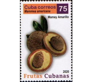 Yellow Mamey - Caribbean / Cuba 2020