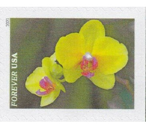 Yellow Moth orchid (Phalaenopsis) - United States of America 2021