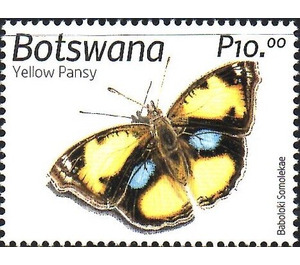 Yellow Pansy (Junonia hierta) - South Africa / Botswana 2019 - 10