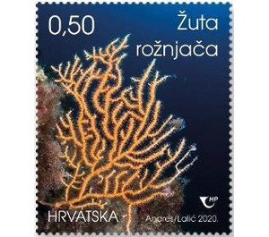 Yellow Sea Whip (Eunicella cavolini) - Croatia 2020 - 0.50