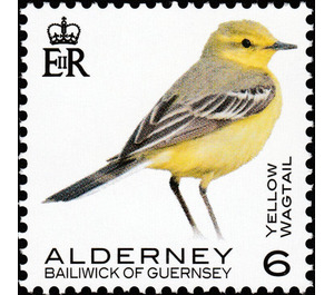 Yellow Wagtail - Alderney 2020 - 6